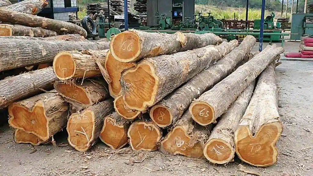 kayu jati