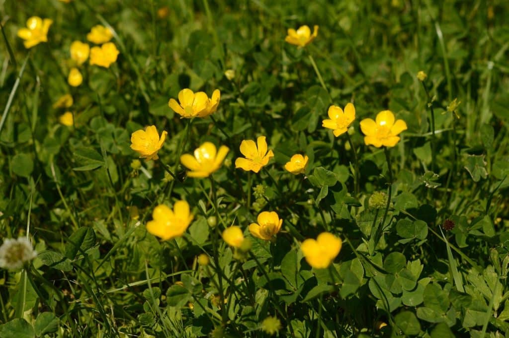 Rumput Bunga Kuning