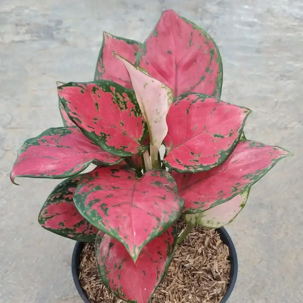 Tanaman Hias Outdoor Kecil : Aglonema