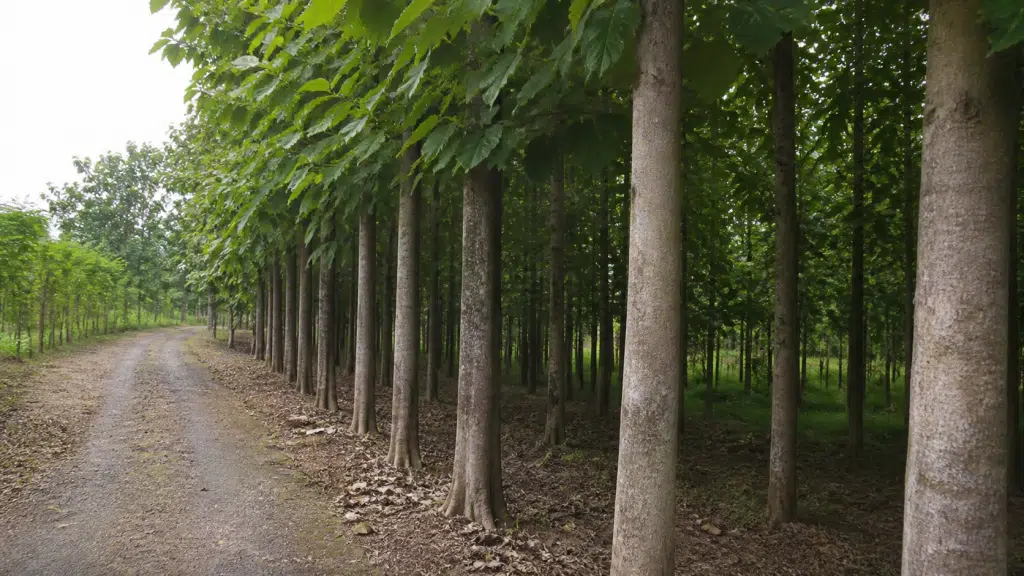 Jenis Kayu Jati Kebon