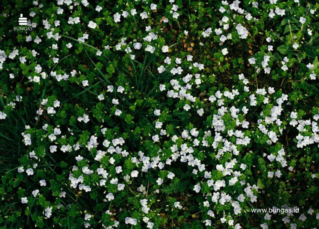 Rumput Bunga Putih Kecil yang biasa ada di taman dan dekat bagian kursi taman