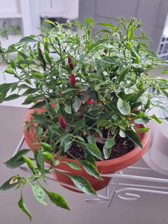 Tamanan Cabai dalam Pot